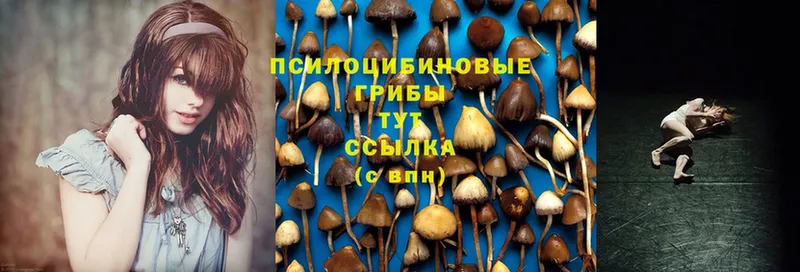 Галлюциногенные грибы Cubensis  Рыбное 